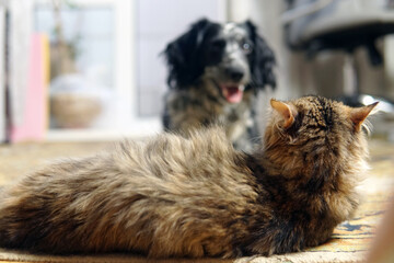 meeting of a dog and a cat
