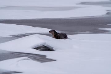 River Otters Saskatchewan