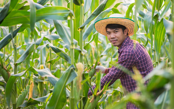 farmer man holding a fresh corn at organic farm with smile and happy.Agriculture or cultivation concept