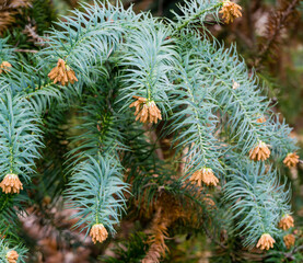 Close-up of branch flowering Chinese Fir Tree (Cunninghamia lanceolata 'Glauca') in spring Arboretum Park Southern Cultures in Sirius (Adler) Sochi. Nature concept for design .