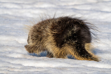 Porcupine in Winter