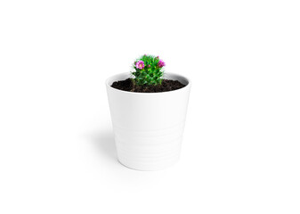 Cactus with flowers in white pot isolated on a white background. Blooming cactus.