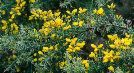 Yellow flowers Ulex europaeus, commonly known as Gorse, Furze or Whin. Flowering plant with spiky thorns in Arboretum Park Southern Cultures in Sirius (Adler). Nature wallpaper, copy space.