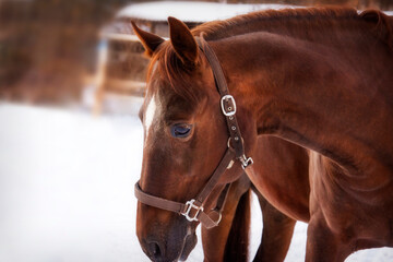 Beautiful young red horse in snow gulf