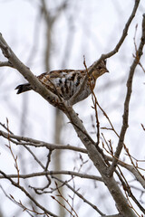 Spruce Grouse Canada