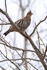 Spruce Grouse Canada