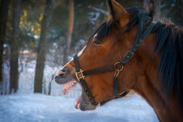 In winter, the horse neighs in the stable.