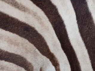 natural zebra skin pattern for background