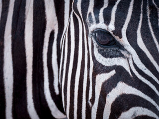 Fototapeta na wymiar natural zebra skin pattern for background