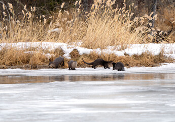 Naklejka premium River Otters Saskatchewan