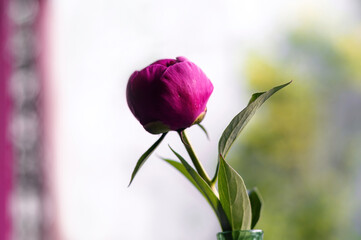 Fototapeta premium Peony single pink flower isolated on white