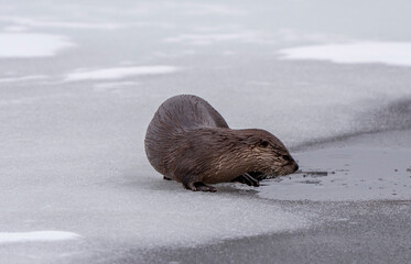 River Otters Saskatchewan