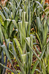 Obraz premium calcots