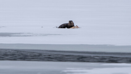River Otters Saskatchewan