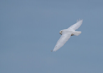 Snowy Owl Winter