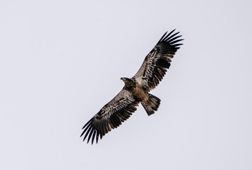 Bald Eagle Saskatchewan