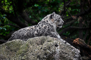 Portrait of nice snow leopard on the stone. Latin name - Uncia uncia	