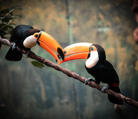 Couple of toucans on a liana  © David Castro