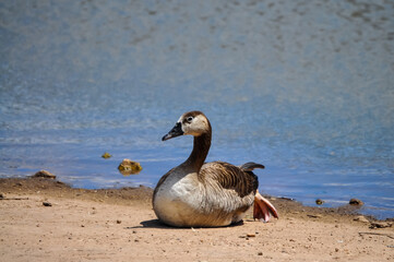 A Single Swan Goose Basking in the Sun on a Lake Shore