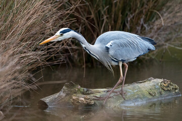 Heron has spotted something