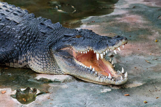 Krokodil