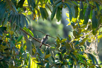 Obraz premium A Variegated Flycatcher (Empidonomus varius) perching in an opening in a tree surrounded by leaves. Gray bird in the forest. Bird in sunlight.