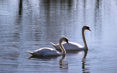 dwa białe łabędzie płynące po wodzie 