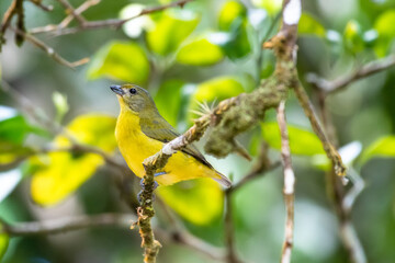 A female, Violaceous Euphonia (Euphonia violacea) perching in a tree in the rainforest.  Small yellow bird. Tropical bird perching in tree.