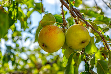 Ripe appetizing apples on an apple tree branch in the garden. Orchard with ripe apples on apple tree branches.