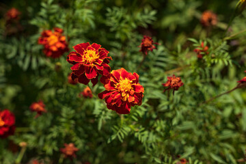 Beautiful colored flowers in the garden. Nature background