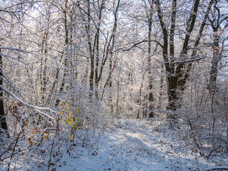 Fairy winter ice forest. Wintertime. Beautiful winter background with ice.