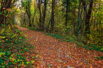 beautiful path in a forest covered with autumn leaves