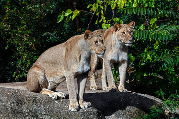 Lionesses on the rock. Latin name - Panthera leo	