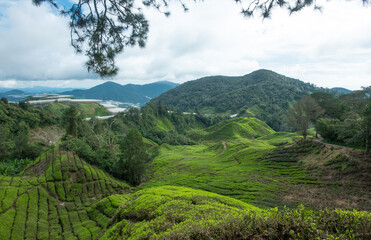 Overview of the tea fields at the Cameron Highlands in Malaysia