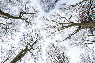 Northern Europe's park and forest