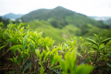 Tea plant at the Cameron Highlands in Malaysia