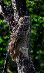 Eagle owl on the stump in its cage. Latin name - Bubo bubo