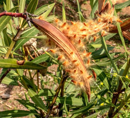 fleurs et graines brunes