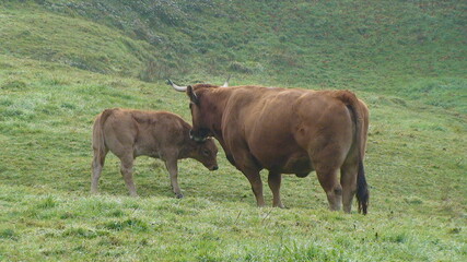 cows in the field
