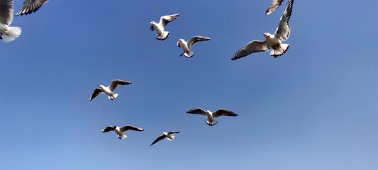 flock of seagulls