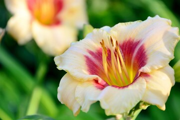 Fototapeta premium Creamy and red throated daylily of the Pandora's box variety in a summer sunny garden close-up 