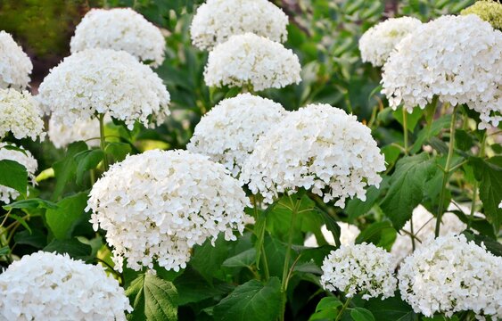 Lush delicious huge white inflorescences of Annabelle bush hydrangea in the garden close-up.