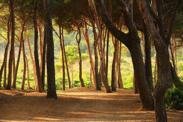 Fototapeta premium Beautiful forest in Mallorca, long beautiful tree trunks with a dense crown, a path in the forest, in the distance a mountainside with a forest in the sunlight, summer, sunny