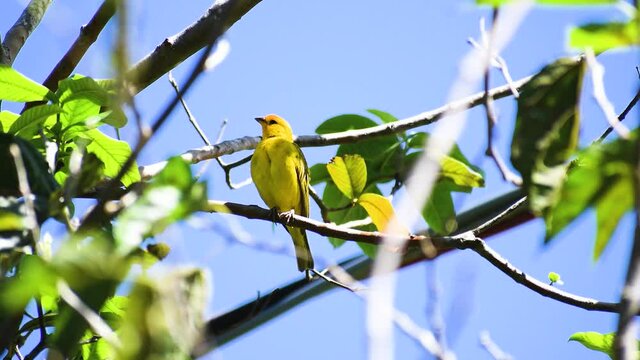 Canary bird rests on a branch. Brazilian yellow bird. Blue sky. Green leaves