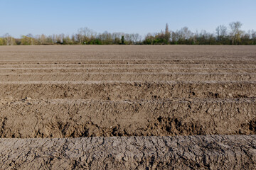 Row of soil mound, preparing soil for Agricultural field to grow plant.