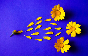 whole yellow spring flowers and many petals on blue paper background. empty copy space for...