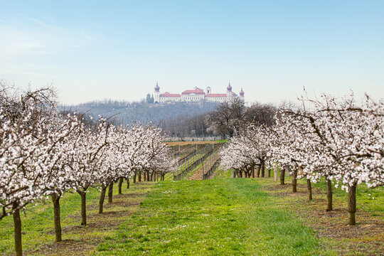 Stift G&ouml;ttweig in der Wachau. Blick von den wundersch&ouml;nen bl&uuml;henden Marillenb&auml;umen im Fr&uuml;hling.