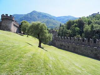Fototapeta na wymiar Walls of Montebello castle and tree in Bellinzona city in Switzerland