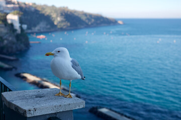 seagull on the pier