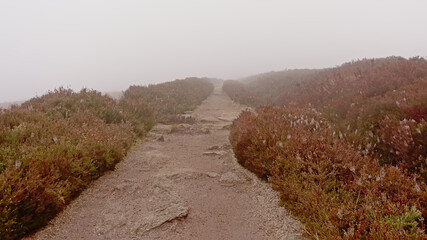 Rocky hiking trail on top off foggy Ticknock mountains with heath, Dublin, Ireland, low angle view 